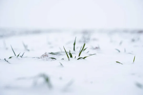 Sprouts Green Wheat Field What Covered Snow Wheat Field Covered — Stock Photo, Image