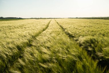 Gün batımında yeşil ve genç arpa tarlaları. Arpa tarlasının olgunlaşmış kulakları. Kırsal alanlarda yeşil arpa tarlaları çiçek açıyor.
