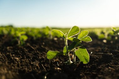 Düzgün sıralarda ekilmiş taze soya filizleri. Tarım arazisindeki toprakta büyüyen taze soya bitkileri. Soya fidanı. Tarım