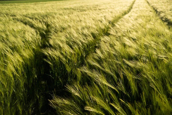 Agricultural Field Ears Grain Barley Field Fresh Ears Spikes Green — Stock Photo, Image