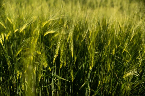 Juicy Fresh Ears Young Green Barley Nature Spring Summer Agricultural — Stock Photo, Image