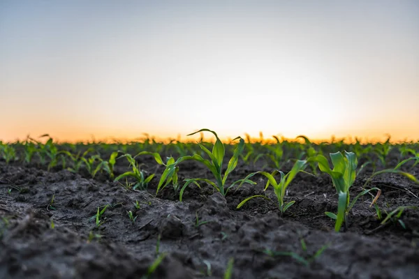 嫩绿的玉米芽在落日下生长在耕地上 深浅的田地里 土壤中播种玉米的农业景象 — 图库照片