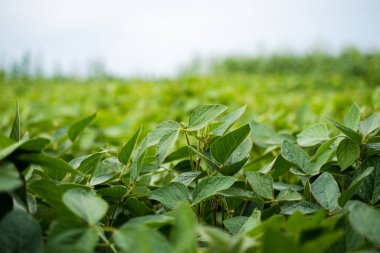 Tarımsal bir tarlada sıralanmış taze soya tohumları. Genç soya fasulyesi yakın çekim. Tarımsal bir tarlada sıra sıra soya bitkileri. Soya fidanı.