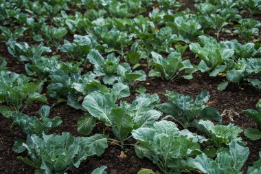 Çiftlik tarlasından taze taze lahana. Yeşil lahana bitkilerinin manzarası. Zehirli olmayan lahana. Sebzeler. Organik tarım. Tarım