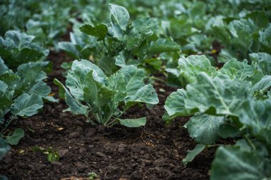 Çiftçi tarlasından taze taze lahana. Organik tarım. Tarım ve tarım. Tarla ekimi