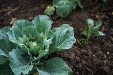 Tarladaki lahana tarlaları. Yeşil lahana bitkilerinin manzarası. Zehirli olmayan lahana. Sebzeler. Organik tarım. Tarım