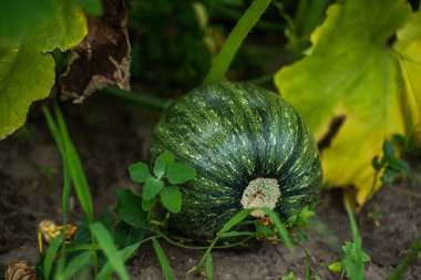 Bahçede, çiftlikte, tarlada yetişen yeşil tatlı balkabağı. Sebze tarlasında büyüyen genç balkabağı