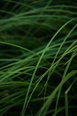 Bir tarladan yeşil çimen dokusu. Bitki, bitkisel arka plan, güzel bitkisel doku. Yakın çekim, seçici odaklanma