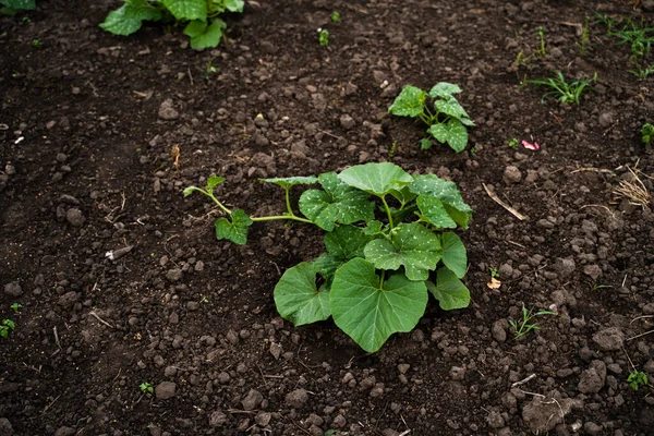 Pumpkin seedling are growing from seeds on the soil. Agricultural process, agriculture