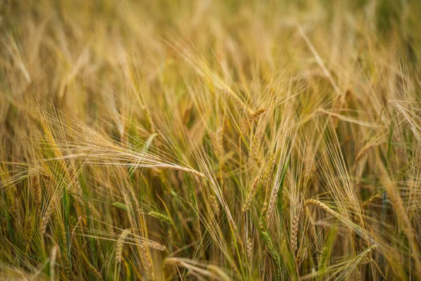 Golden ears of barley. Harvest of ripe wheat. Field of wheat, agriculture. Background of ripening ears of meadow barley field. Rich harvest Concept
