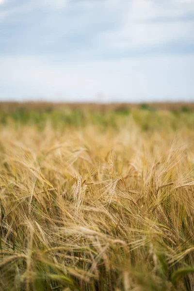 Barley field in harvest season. Harvest of ripe barley, wheat against. Field of barley. Agriculture background