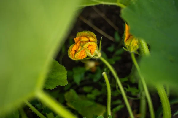 黄色的南瓜花 菜田里的绿色南瓜 在开阔的土地上种植杜鹃属植物的园艺背景 地面的浅水区 专注于花朵和叶子 — 图库照片