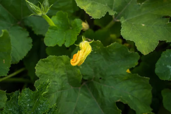 Λουλούδι Κολοκύθας Ανθίζει Στο Χωράφι Κίτρινο Πορτοκαλί Λουλούδι Μιας Πράσινης — Φωτογραφία Αρχείου