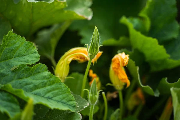Detailní Záběr Žlutě Oranžového Květu Zelené Dýně Zemědělství Zaměření Květinu — Stock fotografie