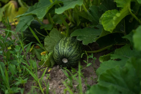 stock image Green pumpkin leaves growing on the vegetable patch. Pumpkin leaves closeup in the vegetable garden