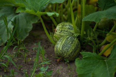 Sebze bahçesinde, çiftlikte, tarımda yetişen olgunlaşmamış balkabağı meyvesi.