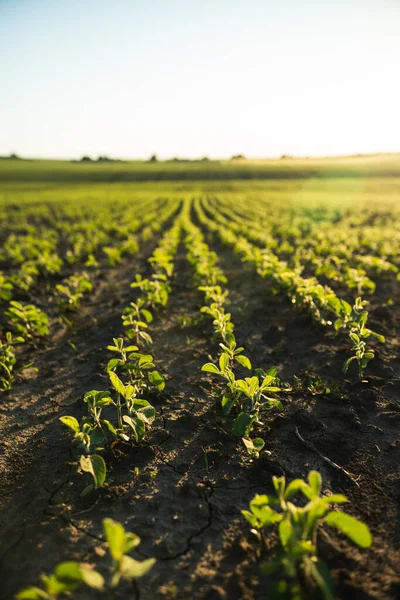 Soy beans planted on fertile soil. Vegetable garden, agriculture, rural, business. Rows of soy plants on an agricultural plantation. Selective focus