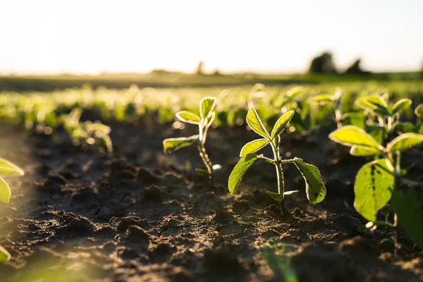 Close up green young soybean plants growing in a soil on agricultural field. Soy bean plants. Soy field with sunset sun. Agrarian business. Agricultural scene