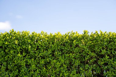 Yeşil yapraklar, açık mavi gökyüzü ile dekoratif bitkinin duvar dokusunu oluşturuyor. Bahçedeki çalı, dekoratif bitki, yeşil yaprakların yakın dokusu, yemyeşil çalı, doğal desen.