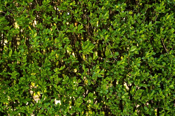 Grüne Strauchhecke Frische Grüne Blätter Für Die Textur Hintergrund Üppige — Stockfoto