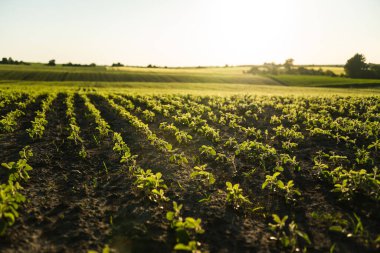 Soya fasulyesi filizleri bir tarlada güneşe doğru sıralanmış. Aktif büyüme döneminde genç soya fasulyesi ekinleri. Seçici odak
