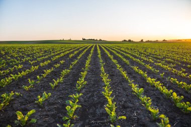 Baharda çiftçi tarlasında düz sıra şeker pancarları yetişir. Tarım, organik