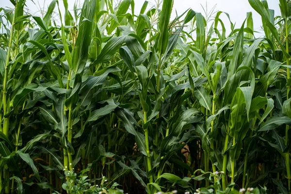 Young unripe corn or maize cob field in organic land agriculture. Countryside or rural. Corn vegetable plantation
