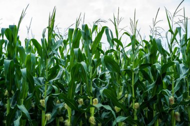 Olgunlaşmamış mısır koçanları kapatın. Olgunlaşmamış mısırlı, uzun yeşil mısırlı sapıklar. Mısır tarlası. Mısır ekme tarlası ya da mısır tarlası. Tarım