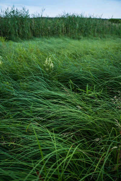 Длинная Зеленая Трава Качестве Фона Свежий Зеленый Травяной Узор Абстрактный — стоковое фото