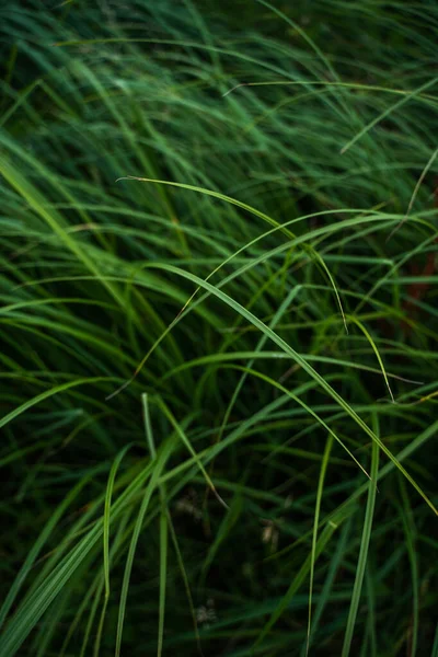 Много Зеленых Стеблей Длинными Листьями Мягким Фокусом Трава Травянистый Фон — стоковое фото