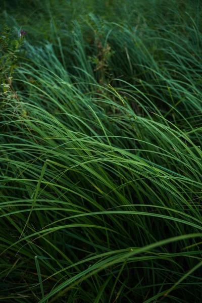 Много Зеленых Стеблей Длинными Листьями Мягким Фокусом Высокая Трава Ветром — стоковое фото