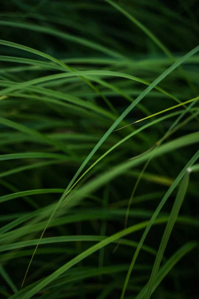Зеленая Текстура Травы Поля Трава Травянистый Фон Красивая Растительная Текстура — стоковое фото