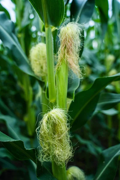 Unripe corn cobs growing on a maize plantation Corn planting field or cornfield. Stalks of tall green unripe corn with a unripe corn. Agriculture