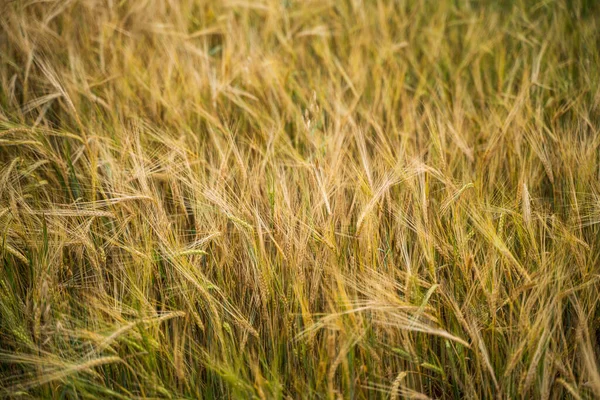 Золотые Уши Спелого Ячменя Урожай Ячменя Пшеницы Против Ячменное Поле — стоковое фото