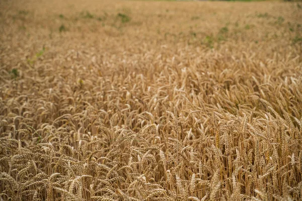 Altın Buğday Tarlası Olgun Buğday Kulakları Kırsal Manzara Olgunlaşmış Buğday — Stok fotoğraf