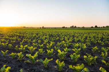 Genç pancar kökünden oluşan bir tarlanın manzarası yükseliyor. Günbatımında tarımsal bir tarlada sıralanmış pancar kökü bitkileri. Güneş ışınları yaprakların arasından parlıyor. Seçici odak
