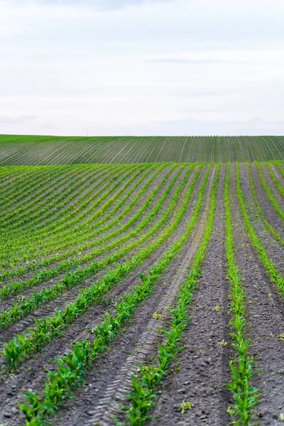 Rows of corn sprouts in a fertile soil on a farm field. Growing corns sprouts in soil
