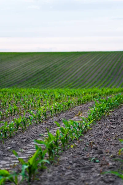 Ряди Молодої Зеленої Кукурудзи Ростуть Сільськогосподарському Полі Вирощування Молодих Зелених — стокове фото