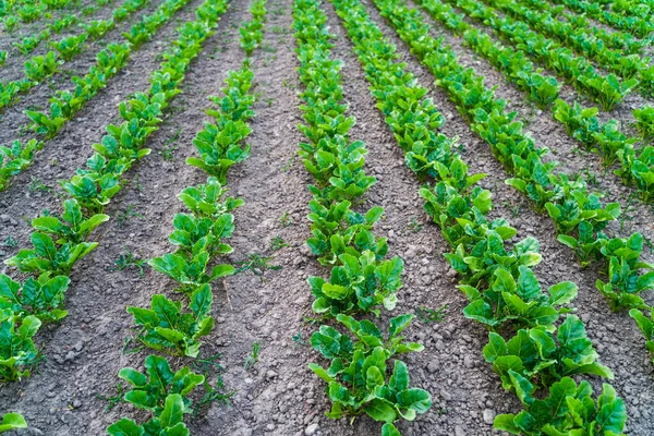 一排排新鲜的小甜菜根叶子 生长在农田肥沃土地上的甜菜植物 种植糖用甜菜 农业进程 — 图库照片