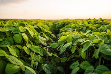 Gün batımında soya tarlası manzarası. Soya fasulyesi endüstriyel ölçekte büyüyor. Bir tarlada soya bitkisi yetiştiriyorum.