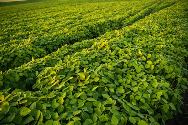 Agricultural plantation of soybean soy bean in sunset. Young soybeans plant growing on agriculture field