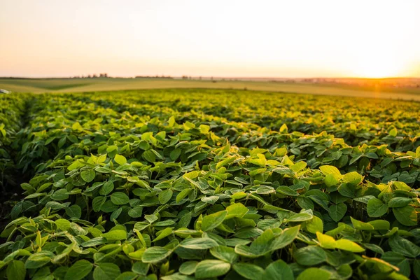 大豆植物の無限のフィールド 収穫する 産業規模で成長するソヤ豆 サマーランドスケープ ストック画像