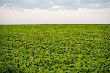 Gün batımında soya tarlası manzarası. Soya fasulyesi endüstriyel ölçekte büyüyor. Gün batımında soya fasulyesi tarımı. Tarım alanında yetişen taze soya fasulyesi.