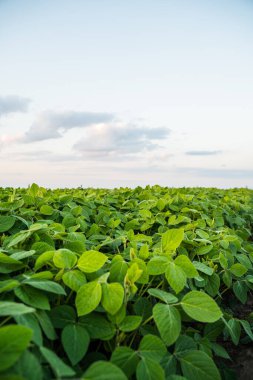 Tarımsal soya fasulyesi tarlasının arka planına yakın bir soya bitkisinin yeşil yaprakları. Açık arazide bitkiler. Seçici odak
