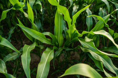 Mısır tarlasındaki mısır yapraklarının seçici odak noktası. Genç mısır tarlaları bir tarım tarlasına ekildi