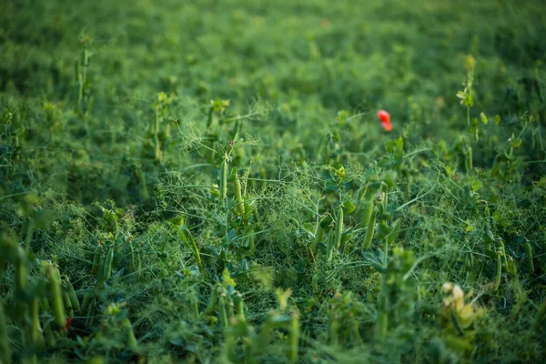 Κοντινό Πλάνο Του Φρέσκου Πράσινου Μπιζελιού Φυτρώνει Ένα Χωράφι Ρηχό — Φωτογραφία Αρχείου