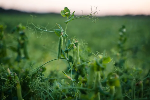 Peas field. Close up mature pods of peas ready to harvest. Gardening background with green plants in summer. Selective focus