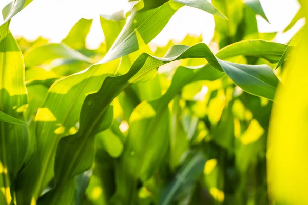 Corn leaves in a corn plantation. Main focus on a maize leaves. Young and green corn field during the summer. Concept of agricultural, produce, maize and farming