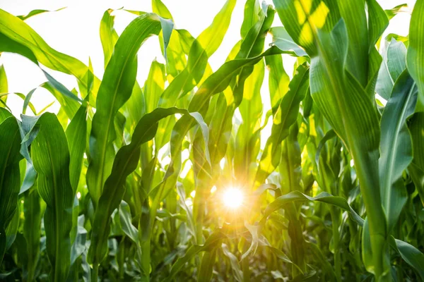 Corn leaves in a corn plantation. Concept of agricultural, produce, maize and farming. Corn field close-up. Agriculture