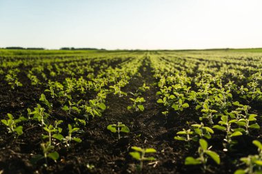 Aktif büyüme döneminde bir soya fasulyesinin taze yaprakları ve tomurcukları. Soya fasulyesi tarlası yaz güneşinde. Kürek çek. Seçici odak